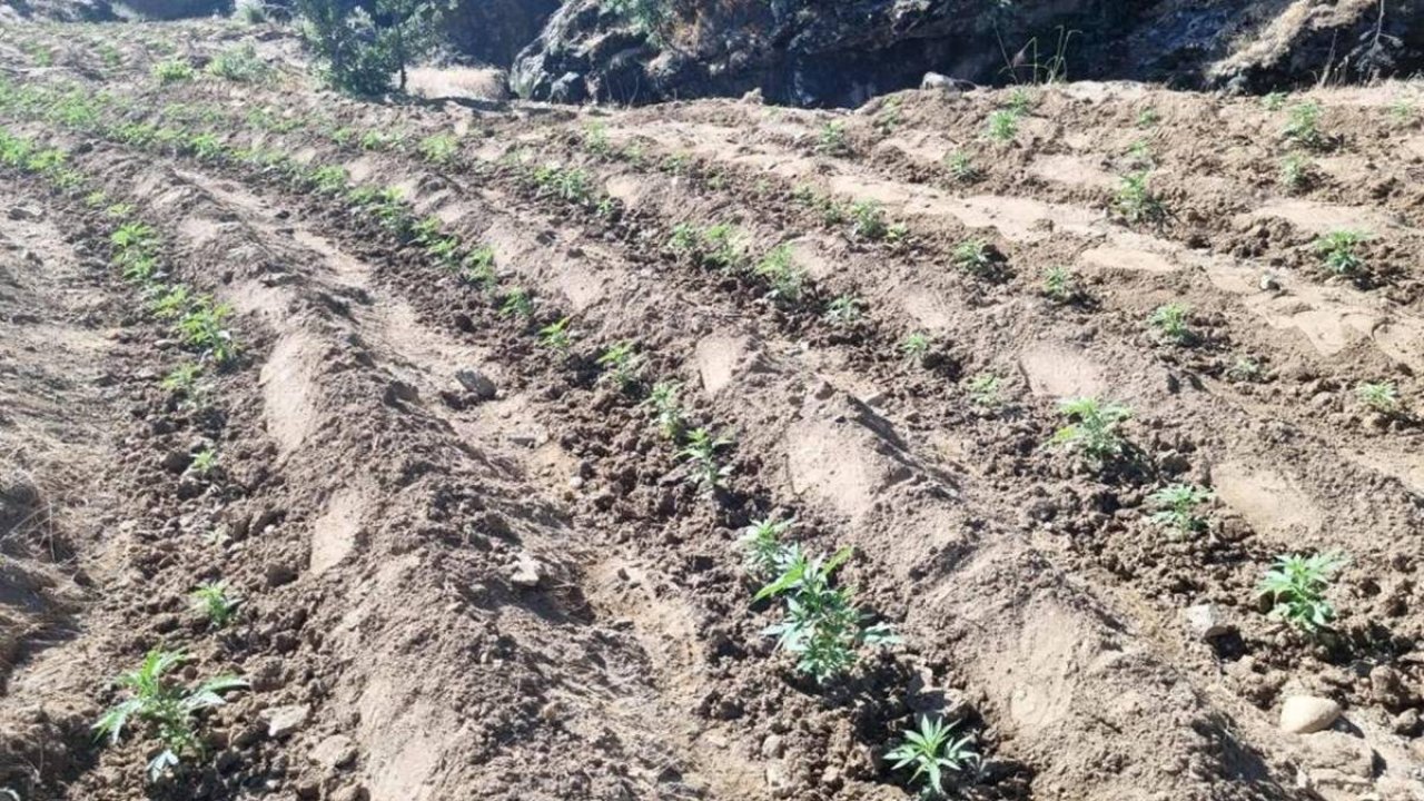 Bingöl’de 29 bin kök kenevir ele geçirildi