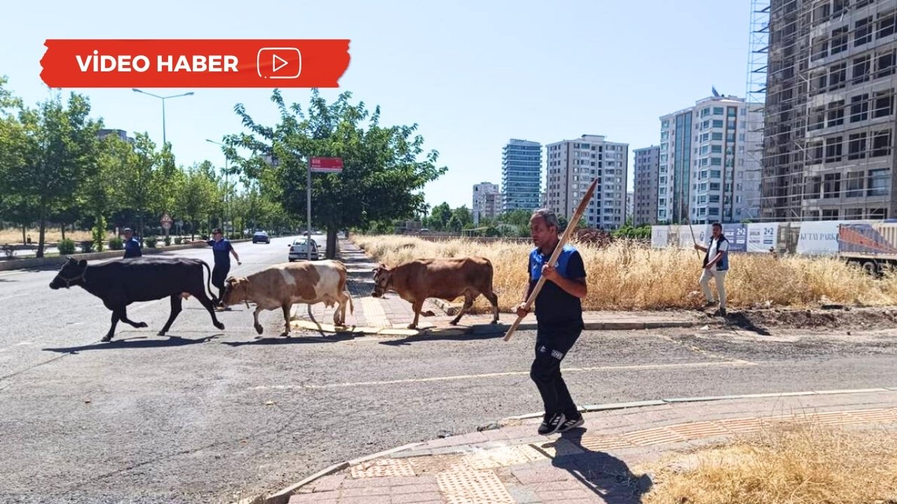 Zabıta Diyarbakır’da inek avına çıktı