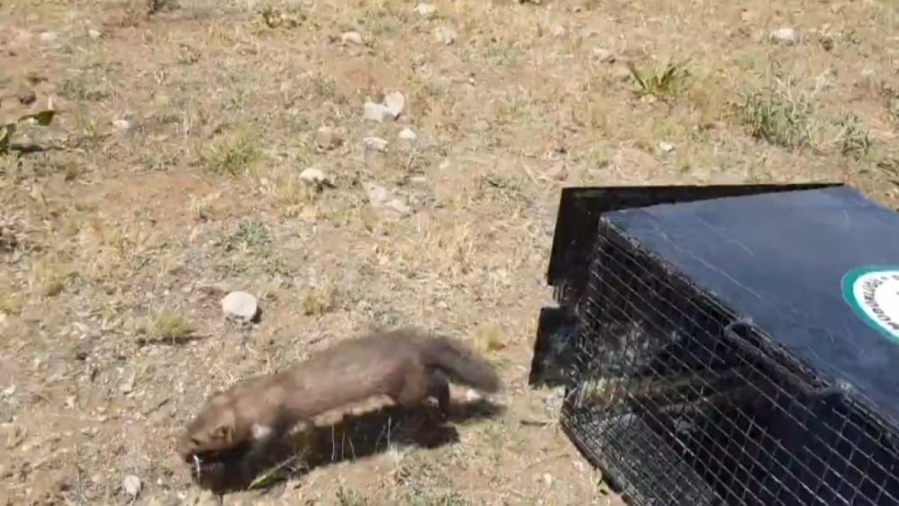Van'da bir evde yakalanan 2 sansar doğaya bırakıldı