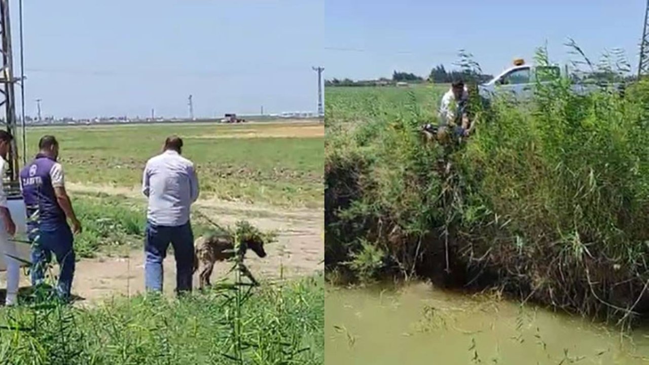 Hatay’da derede mahsur kalan köpek kurtarıldı