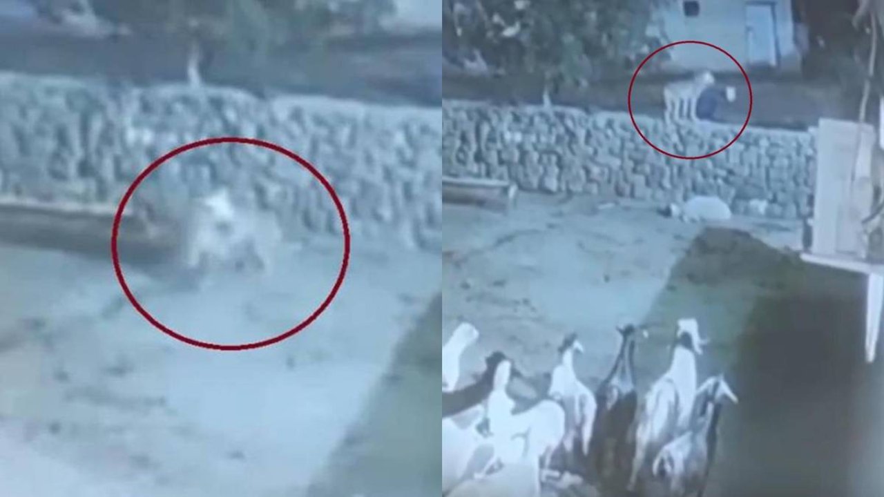 Diyarbakır’da koyun ölü taklidi yaparak kurttan kurtuldu