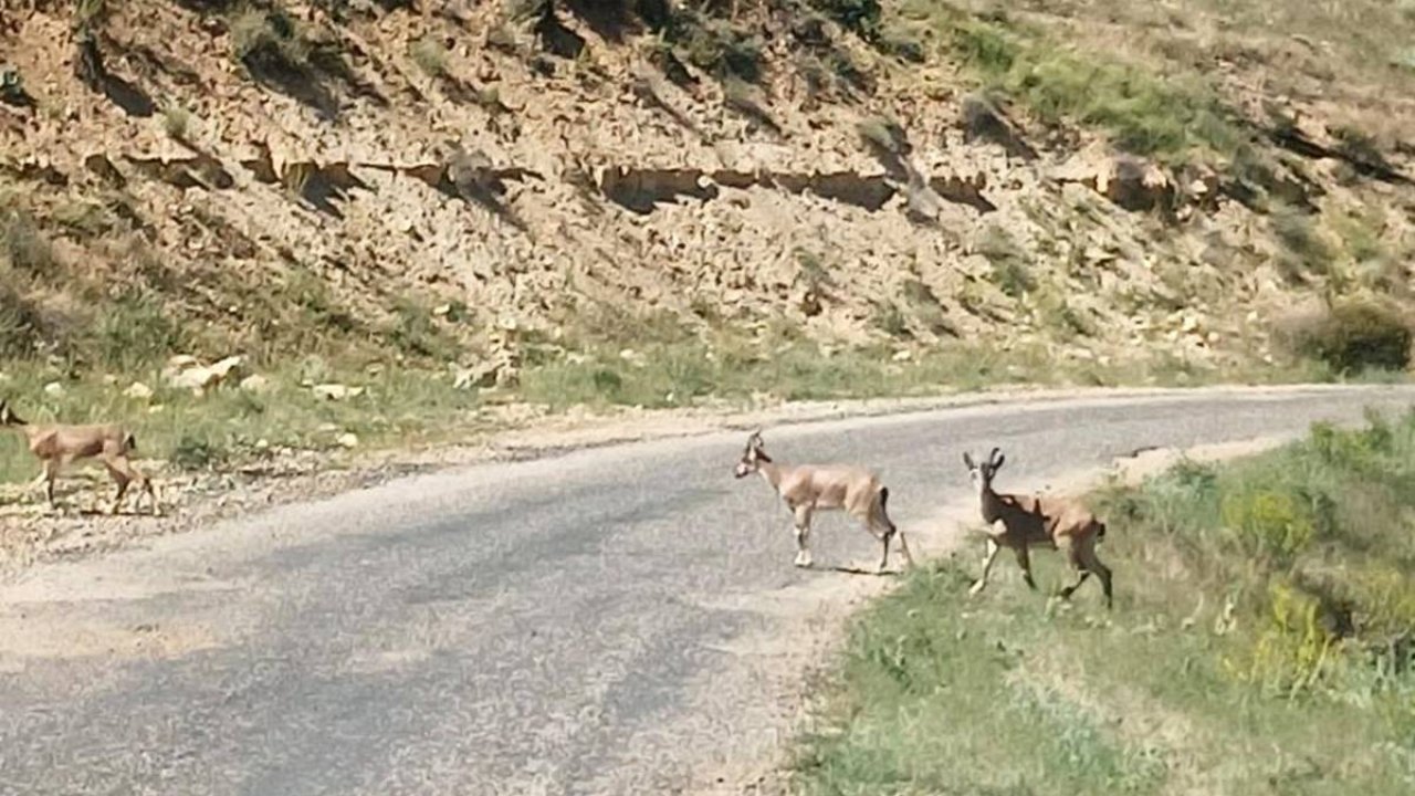 Malatya’da dağ keçileri görüntülendi
