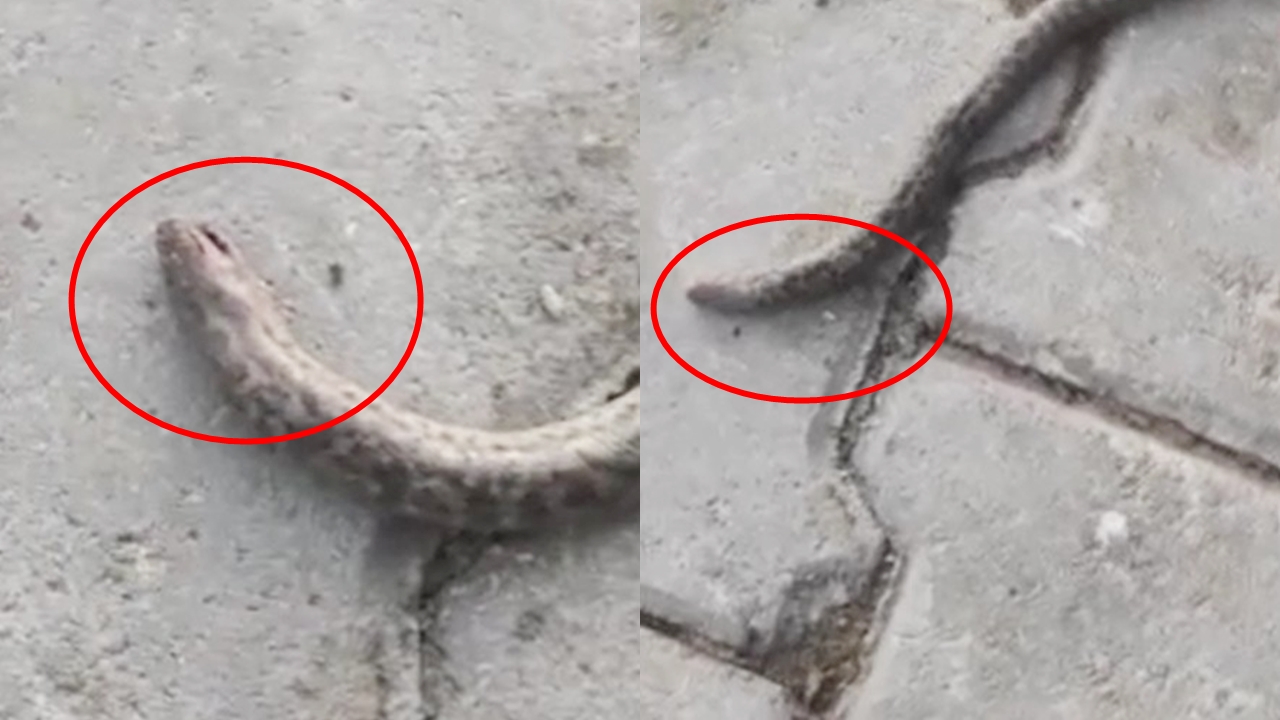 Elazığ'da çift başlı yılan korkuttu!