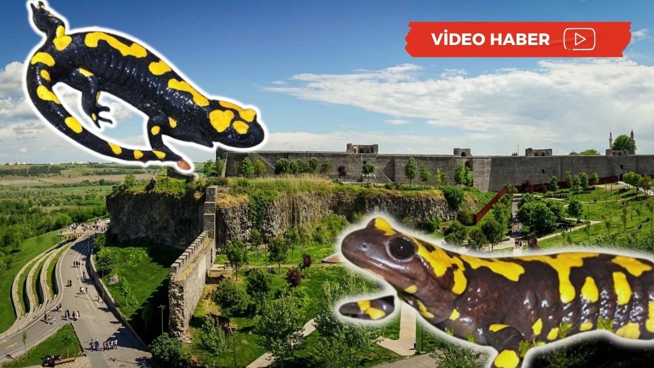 Diyarbakır’da köylüler koruma altına aldı: Nesli tükenmekte