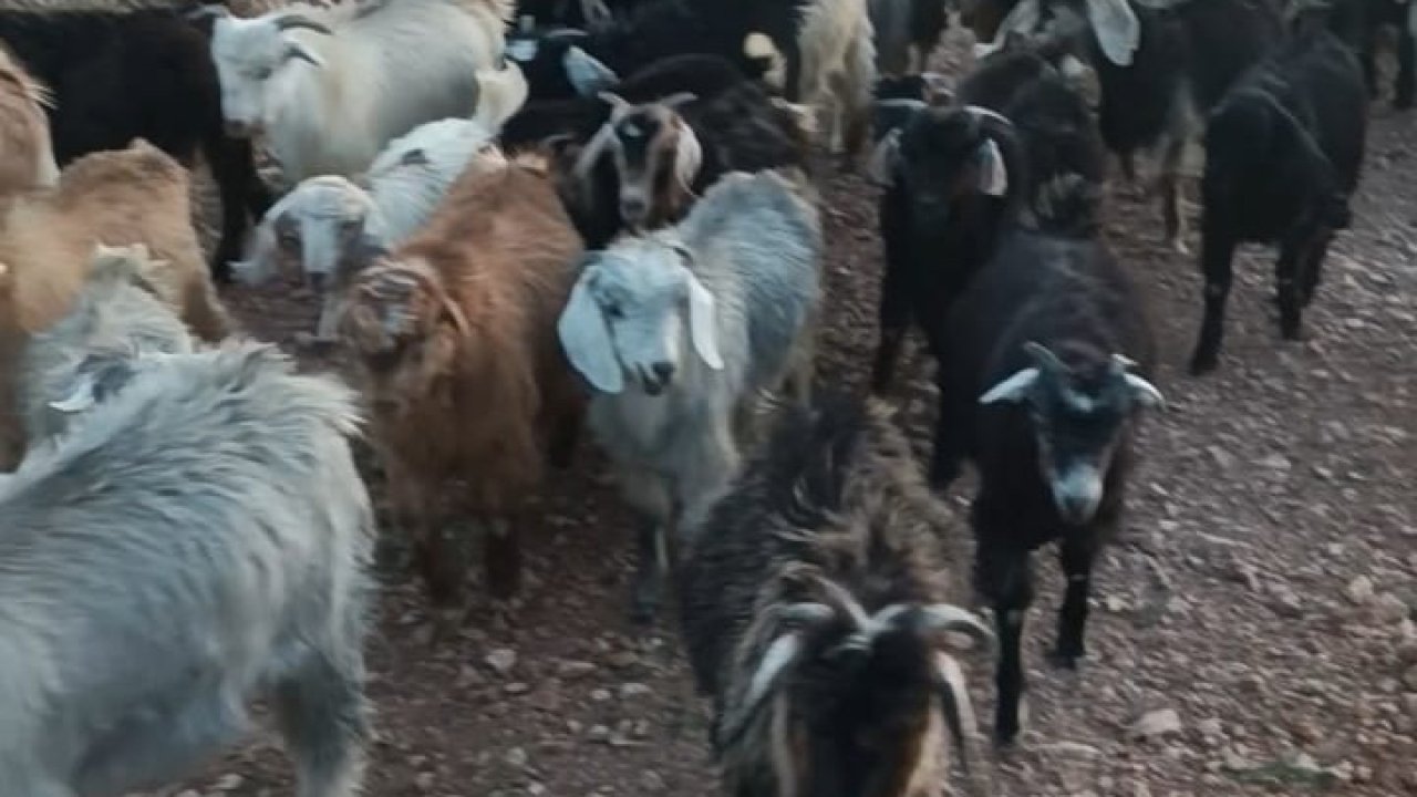 38 küçükbaş kayıp: Adıyaman'da köylülerden yardım çağrısı