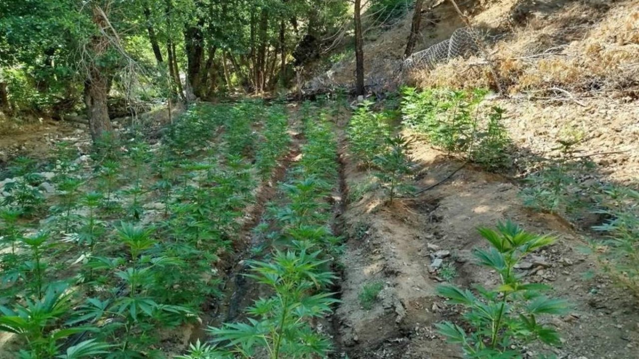 Bingöl’de uyuşturucu operasyonu: Adli işlemlere başlatıldı