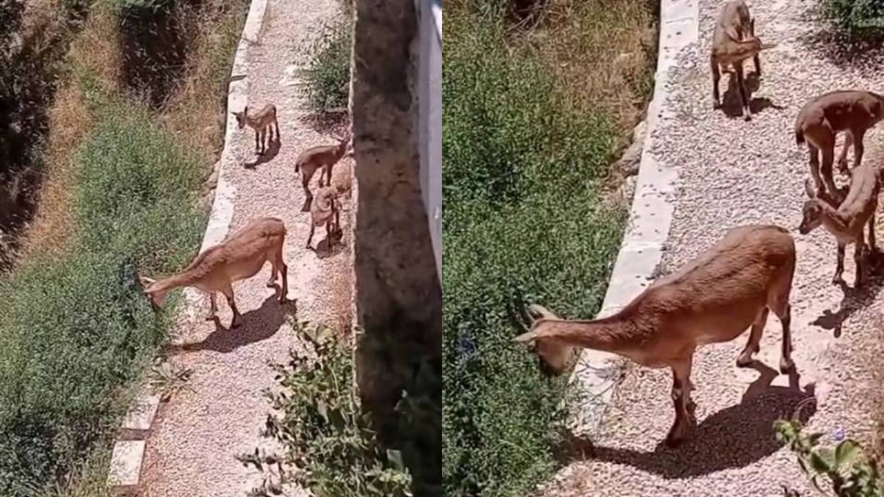 Anne ve yavruları yemek aramaya çıktı