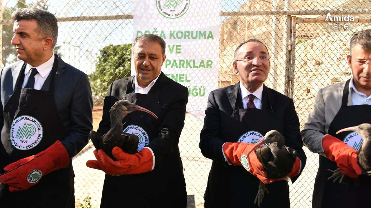 Şanlıurfa'da 45 kelaynak göç etmeleri için doğaya bırakıldı