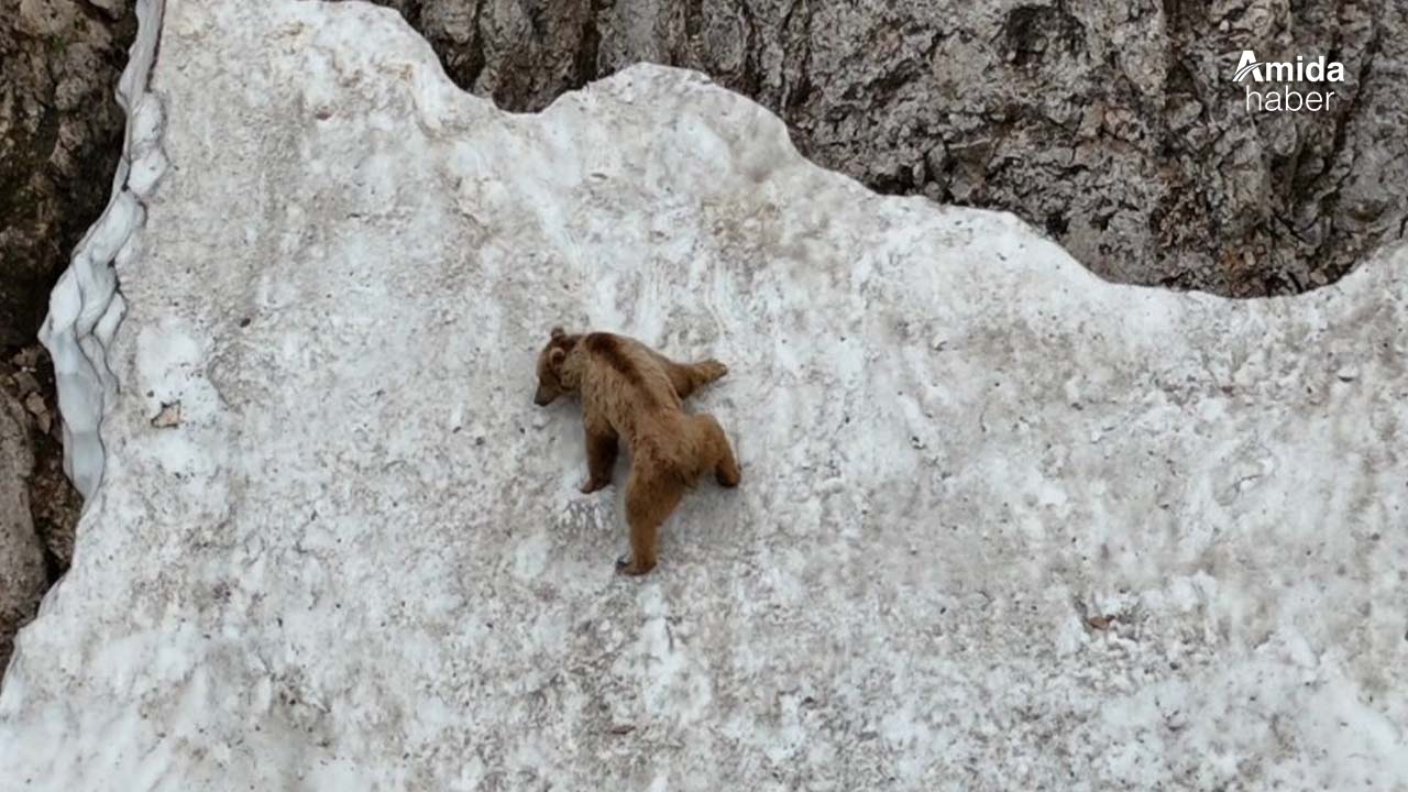 Tunceli’de ayının performansı dağcılara parmak ısırttı