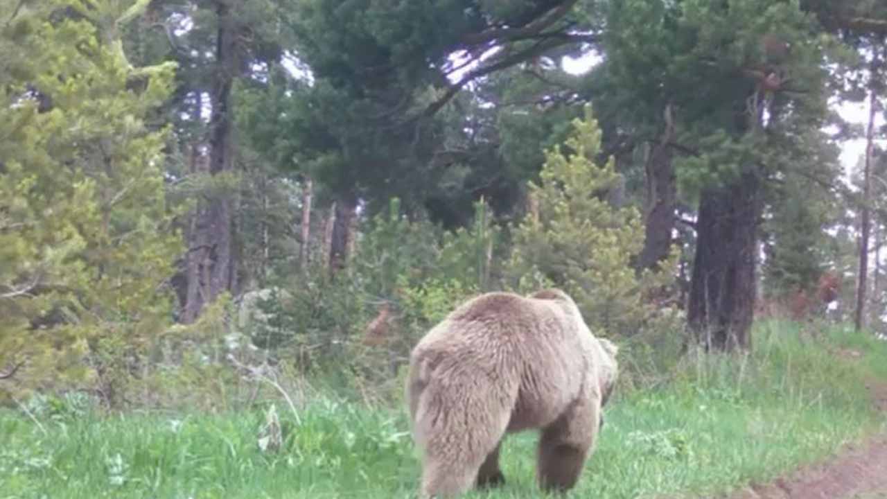 Adıyaman’da bozayı ormanda ot yerken görüntülendi