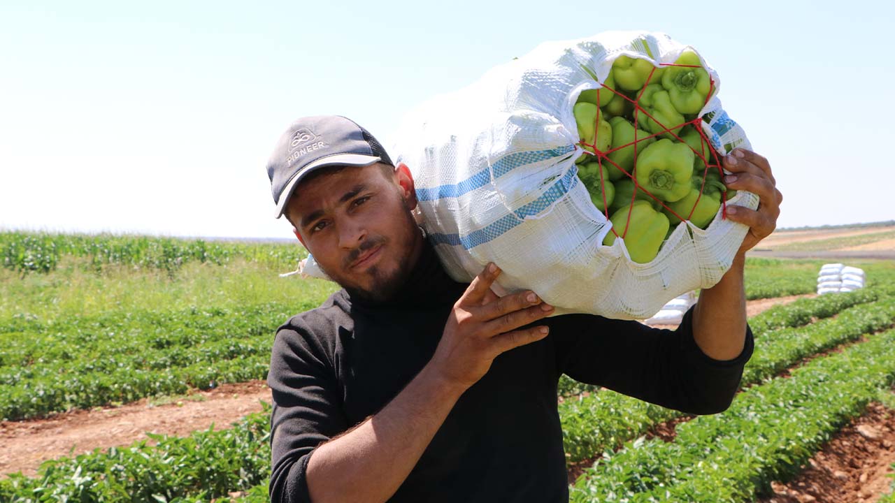 Kilis'te biber hasadının startı verildi