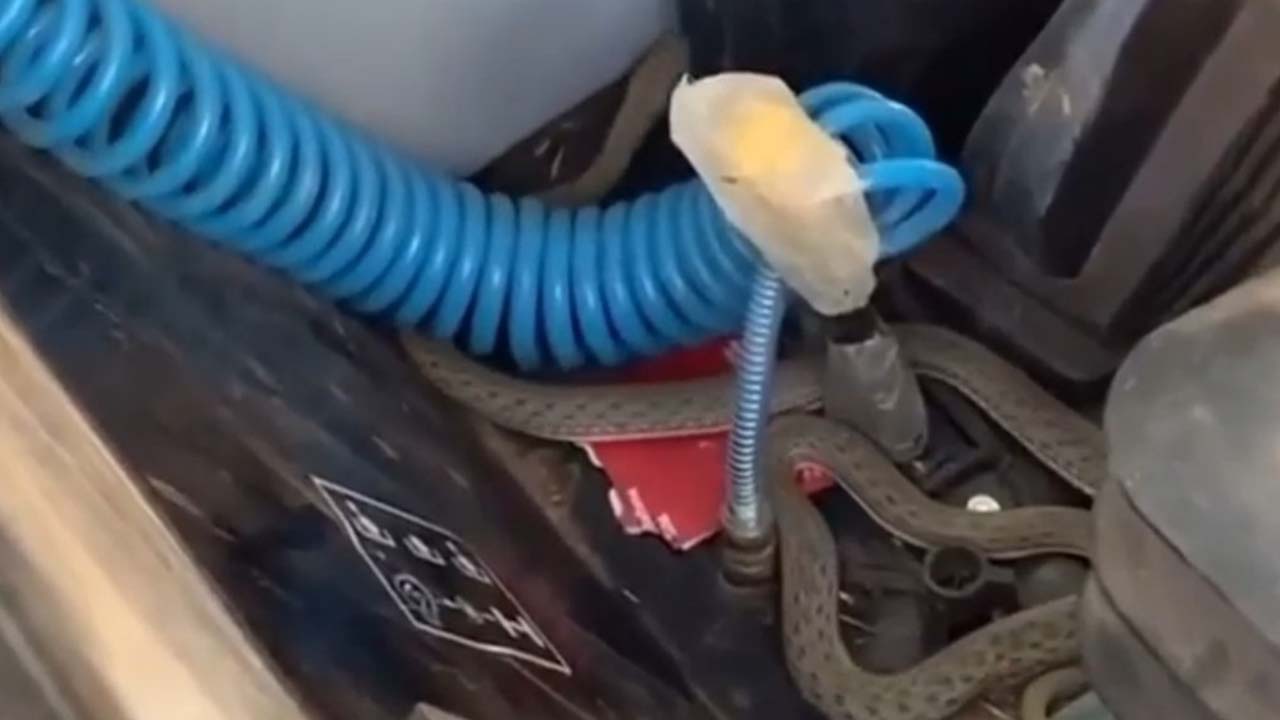 Siirt’teki traktörde yılan paniği
