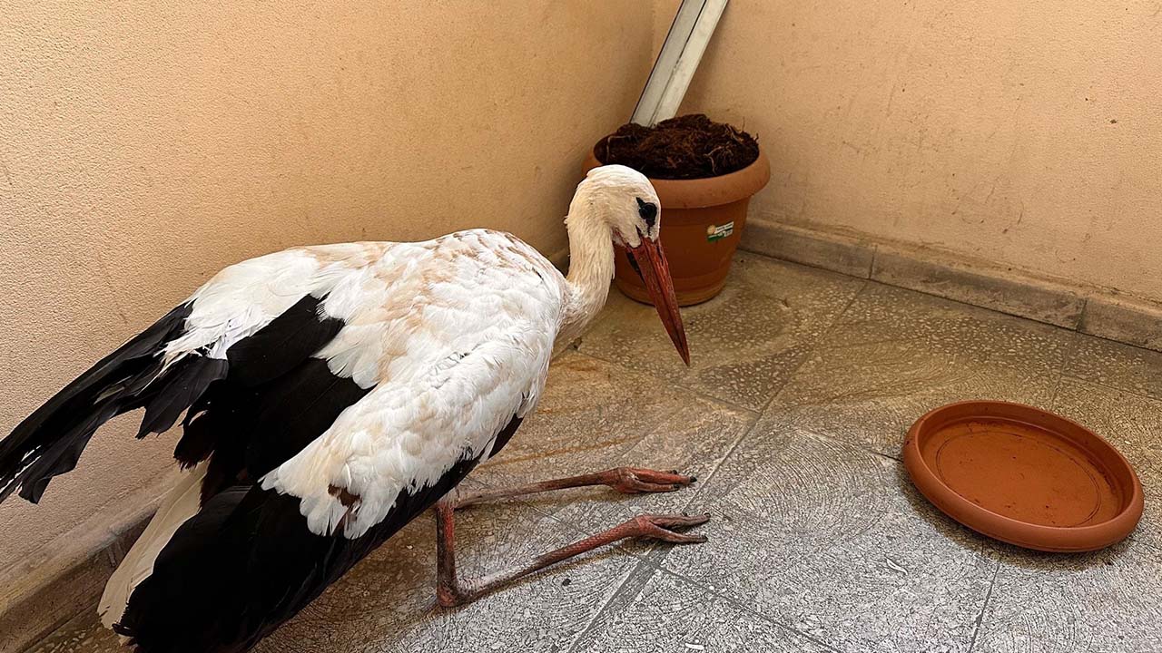 Bingöl’de yaralı bulunan leylek koruma altına alındı