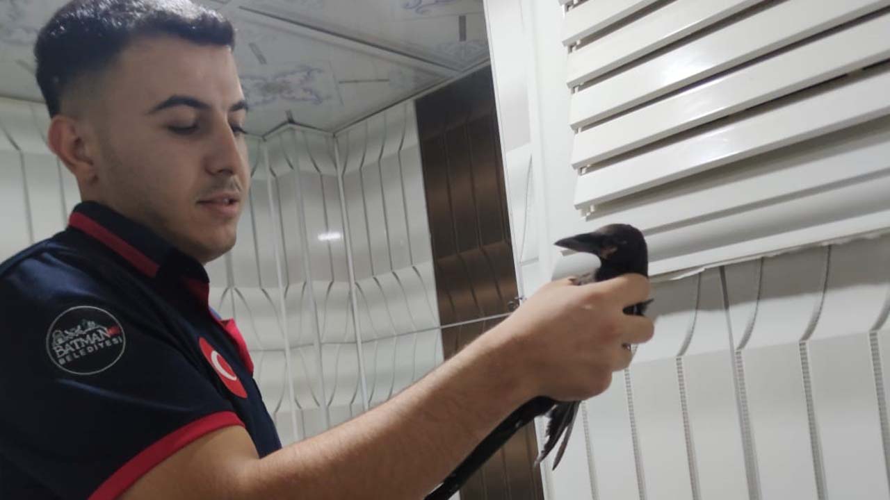 Batman’da havalandırma boşluğunda mahsur kalan karga kurtarıldı
