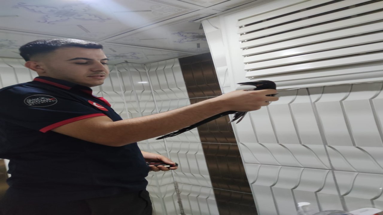 Batman'da itfaiyeden karga kurtarma operasyonu