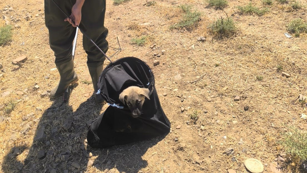 Batman'da su kanalına düşen köpek kurtarıldı