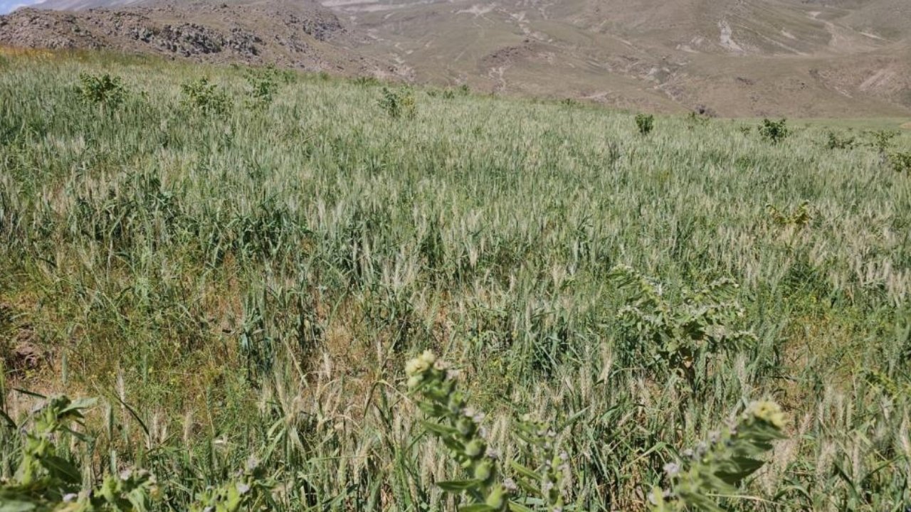 Bitlis'te aşırı soğuklar buğdayı vurdu: Başaklar boş kaldı