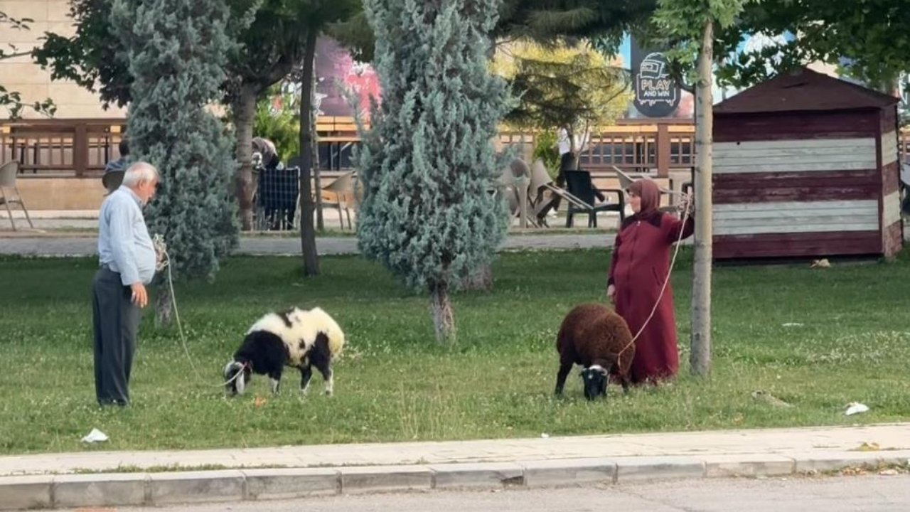 Elazığ’da yürek ısıtan görüntü: Yaşlı çift koyunlarını parkta gezdirdi