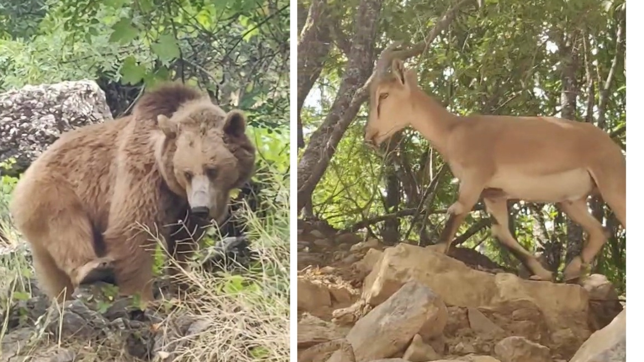 Tunceli’de dağ keçileri ve ayı ailesi kameralara yansıdı