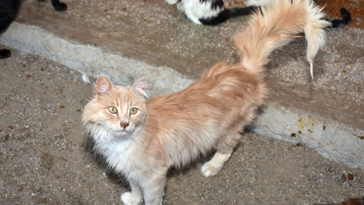 Diyarbakır’da 975 hayvan tedavi edildi