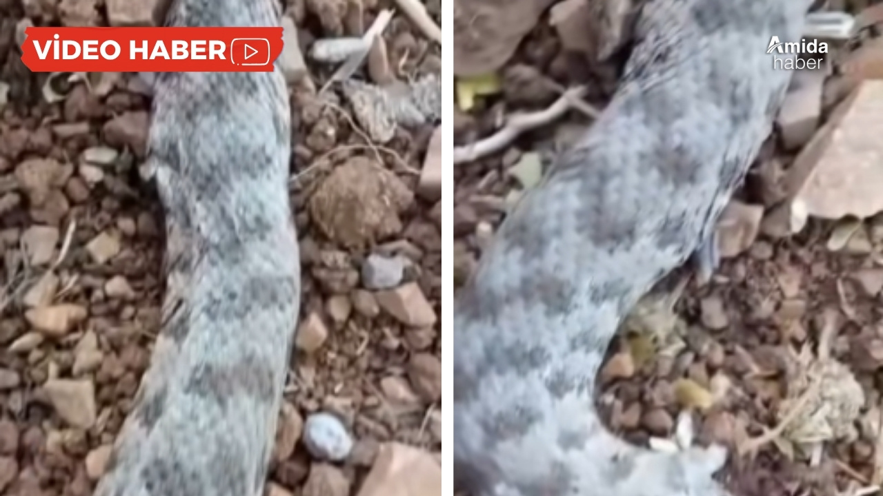 Diyarbakır’da dev yılan: Görenlerin ödü koptu