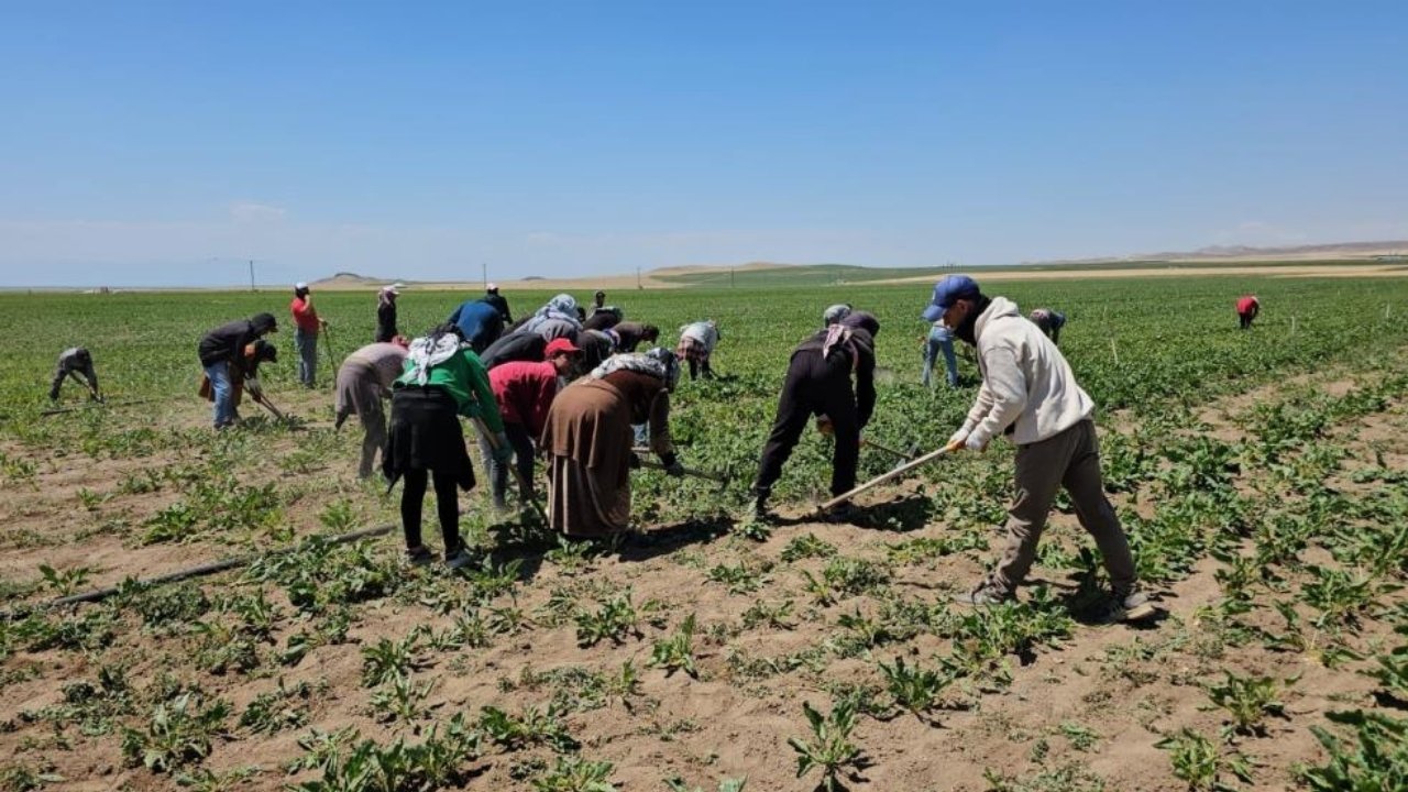 Bitlis’te kavurucu sıcaklıklar mevsimlik işçileri zorluyor