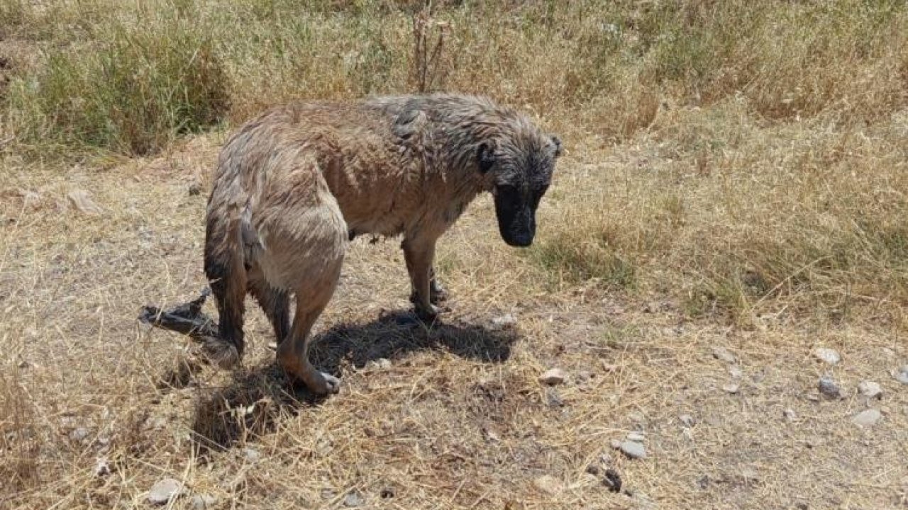 Diyarbakır'da nefes kesen anlar: Kanala düşen köpek kurtarıldı