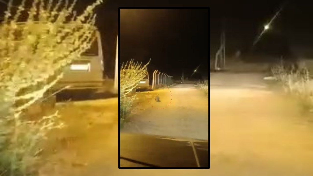 Kırmızı listede yar alan porsuk yiyecek ararken görüntülendi