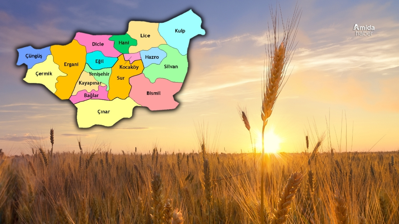 Diyarbakır’ın 4 ilçesi kurudu: Verim kaybı yüzde 90