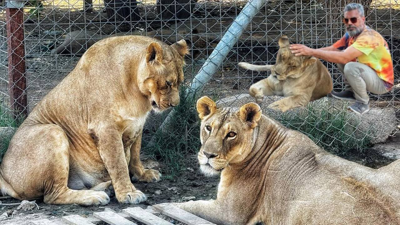 Diyarbakırlı iş insanının vahşi hayvan sevgisi: 14 aslan besliyor