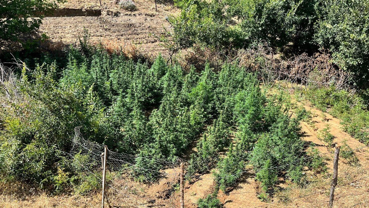 Bingöl’de bin 651 kök uyuşturucu bitkisi ele geçirildi