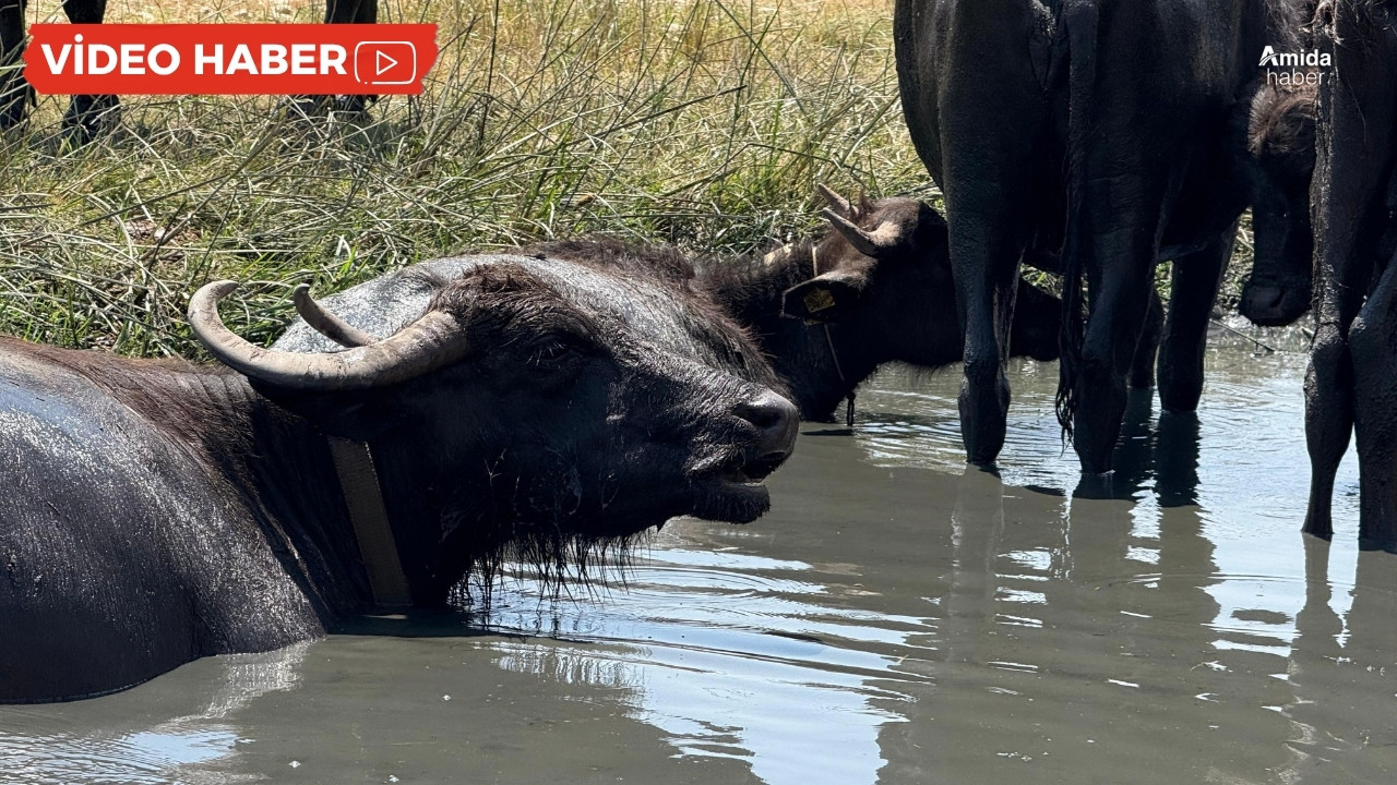 Diyarbakır'da mandaların su banyosu: Oh be!