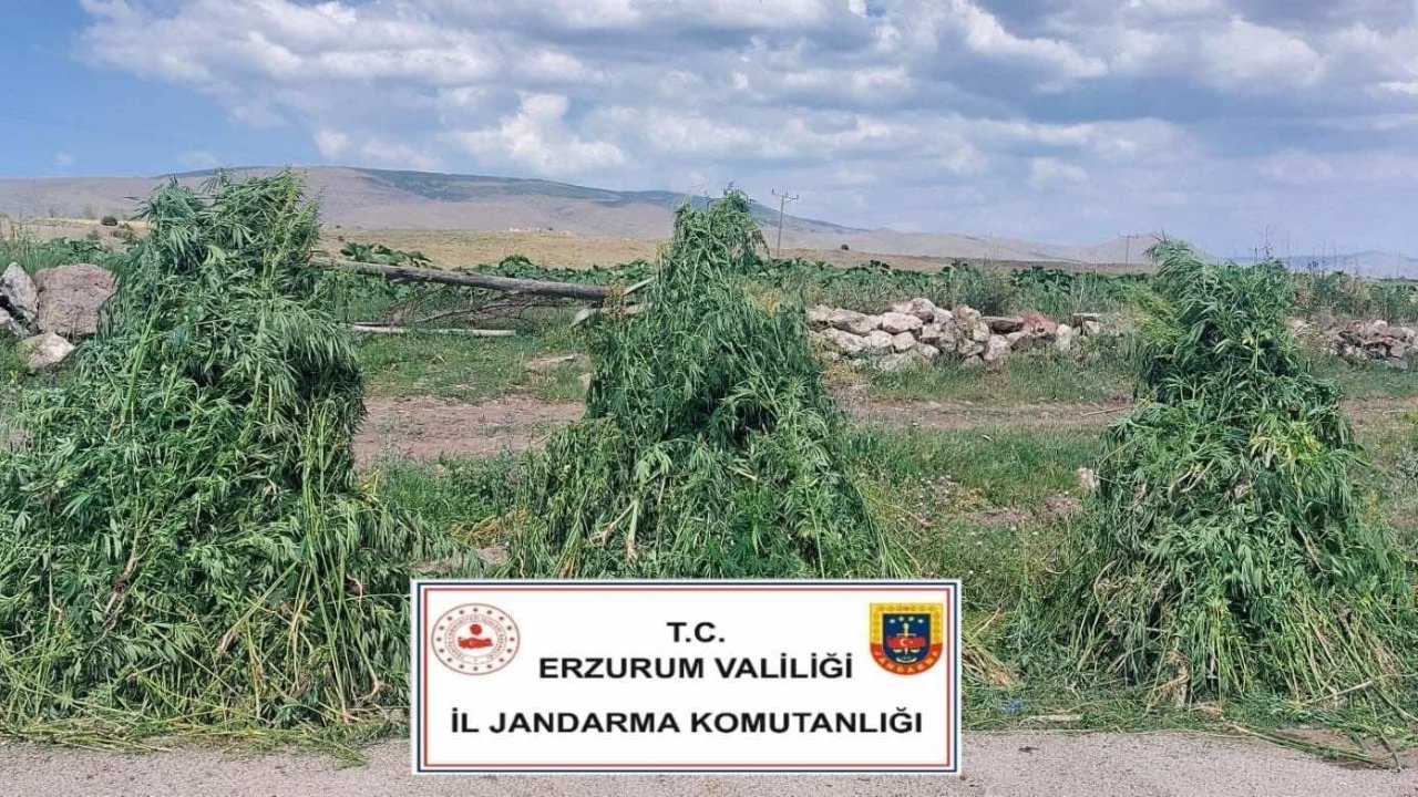 401 bin kök kenevir Erzurum'da imha edildi