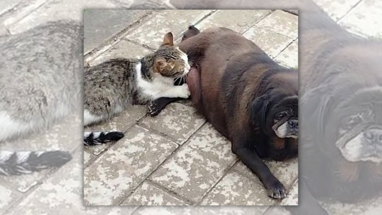 Sokak ortasında köpek kediyi emzirdi