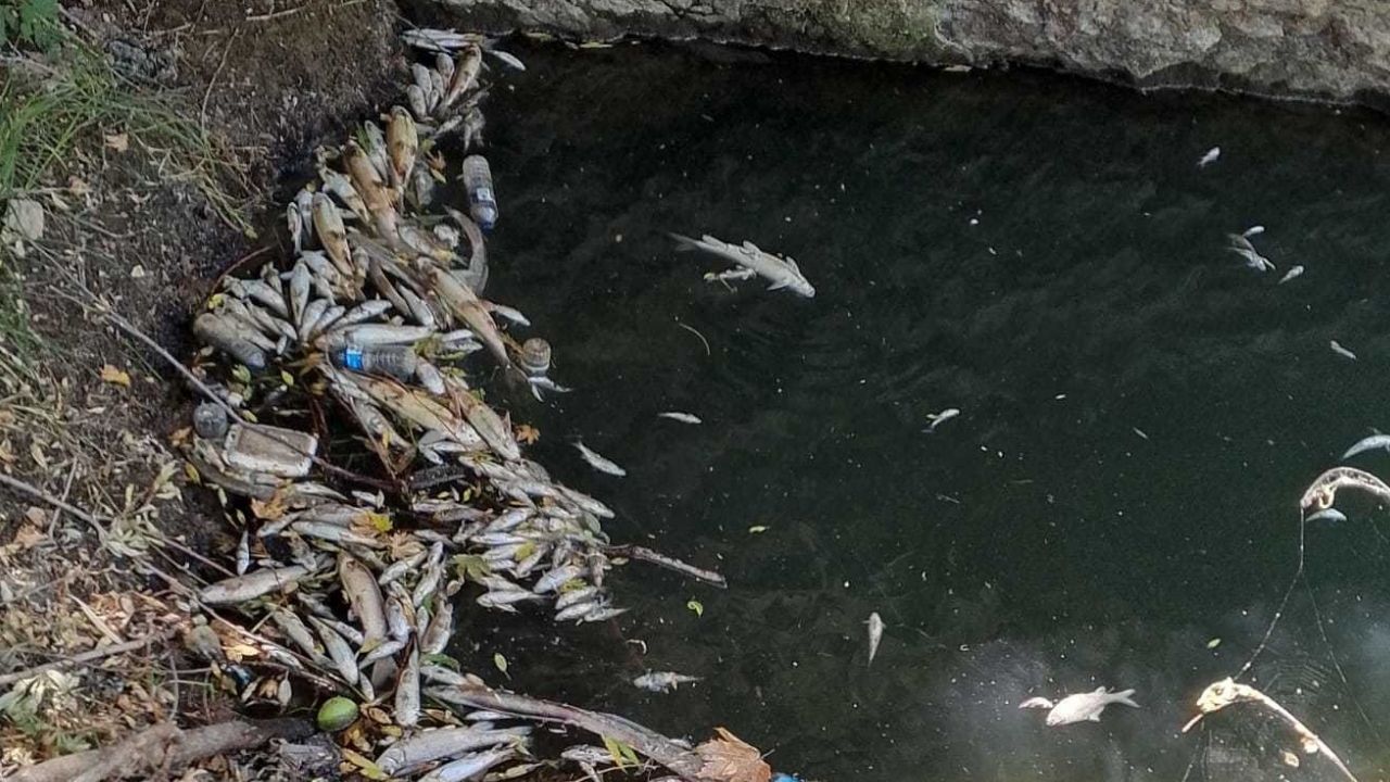 Diyarbakır'ın gözde çayı kirliliğe teslim oldu: Toplu balık ölümleri