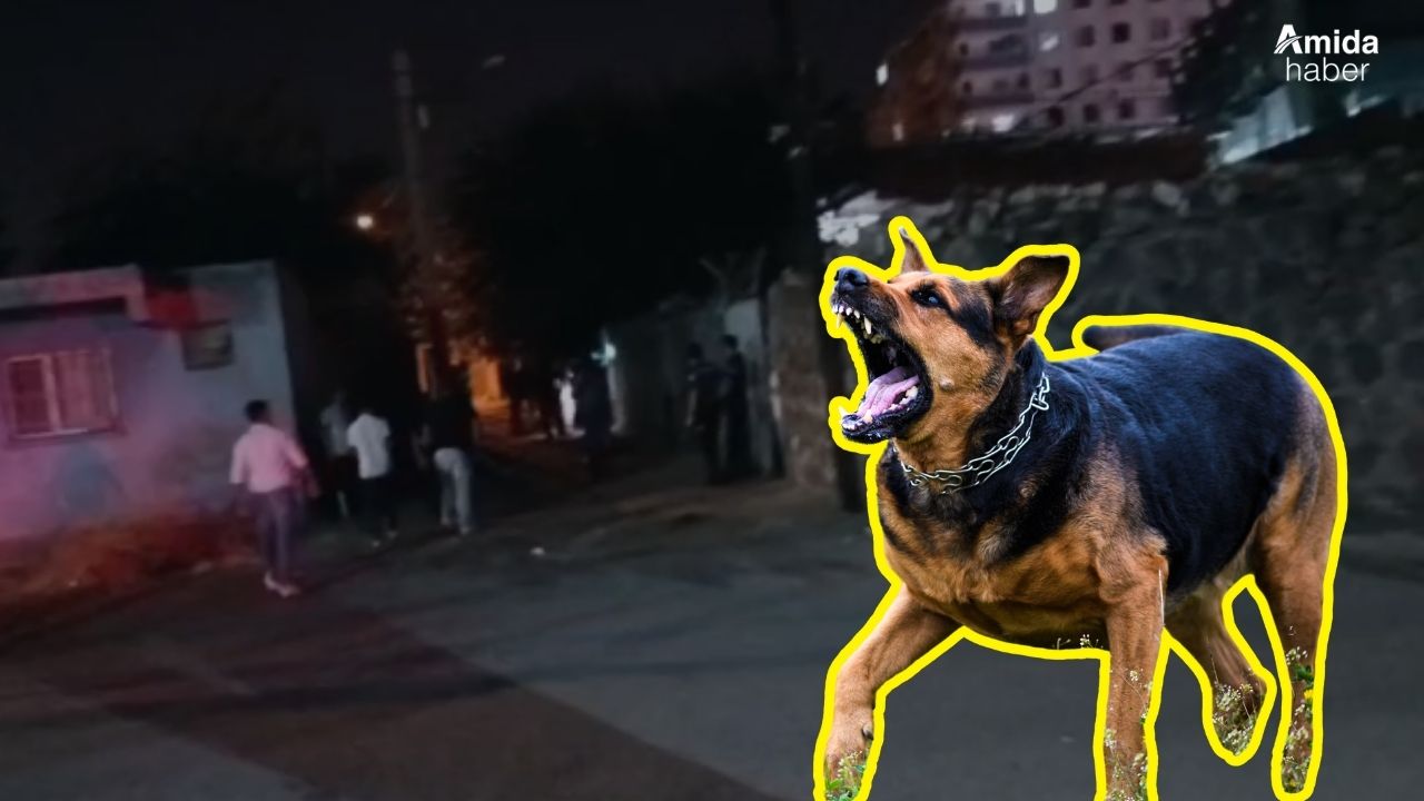 Diyarbakır'da beslediği köpekler saldırdı, durumu ağır