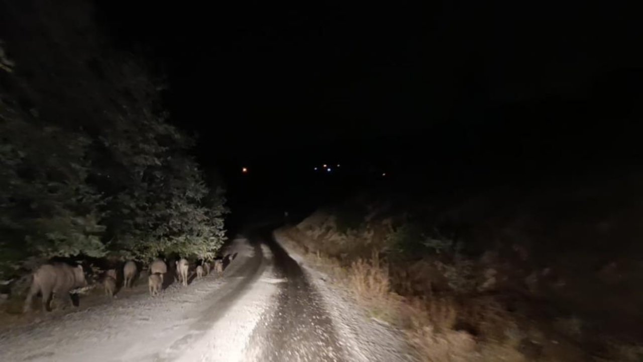 Malatya’da domuz sürüsü görüldü