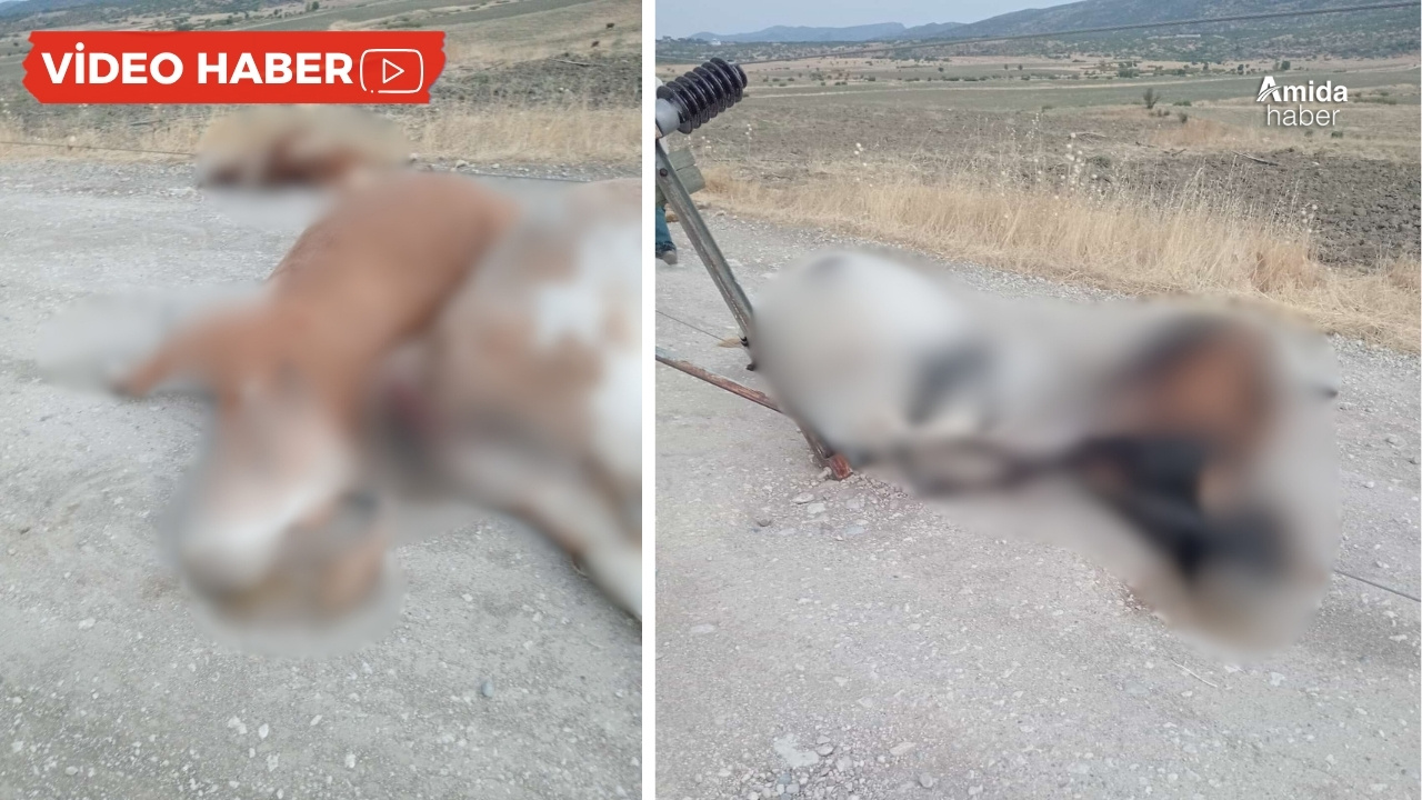 Diyarbakır’da büyük ihmalkarlık: 5’i gebe 6 inek can verdi