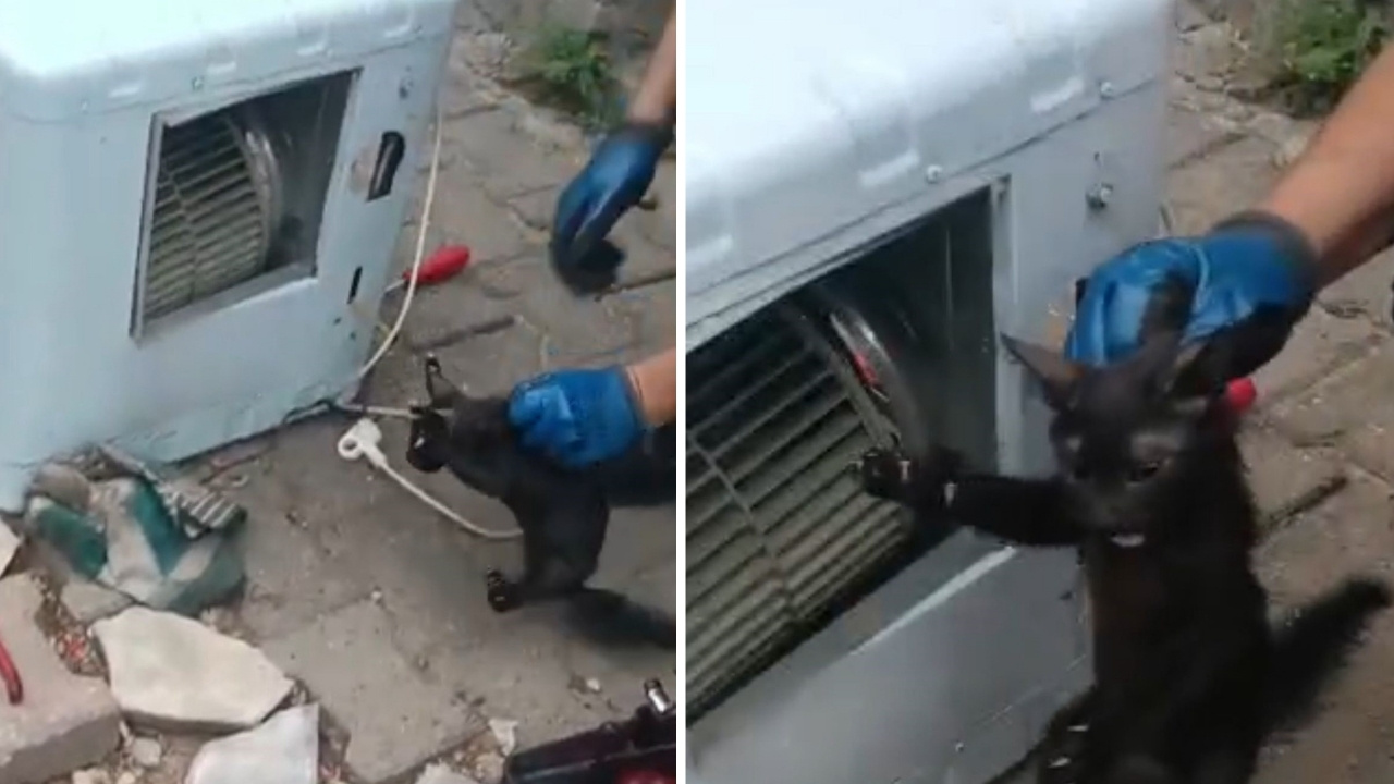 Batman’da klimanın motoruna sıkışan kedi kurtarıldı