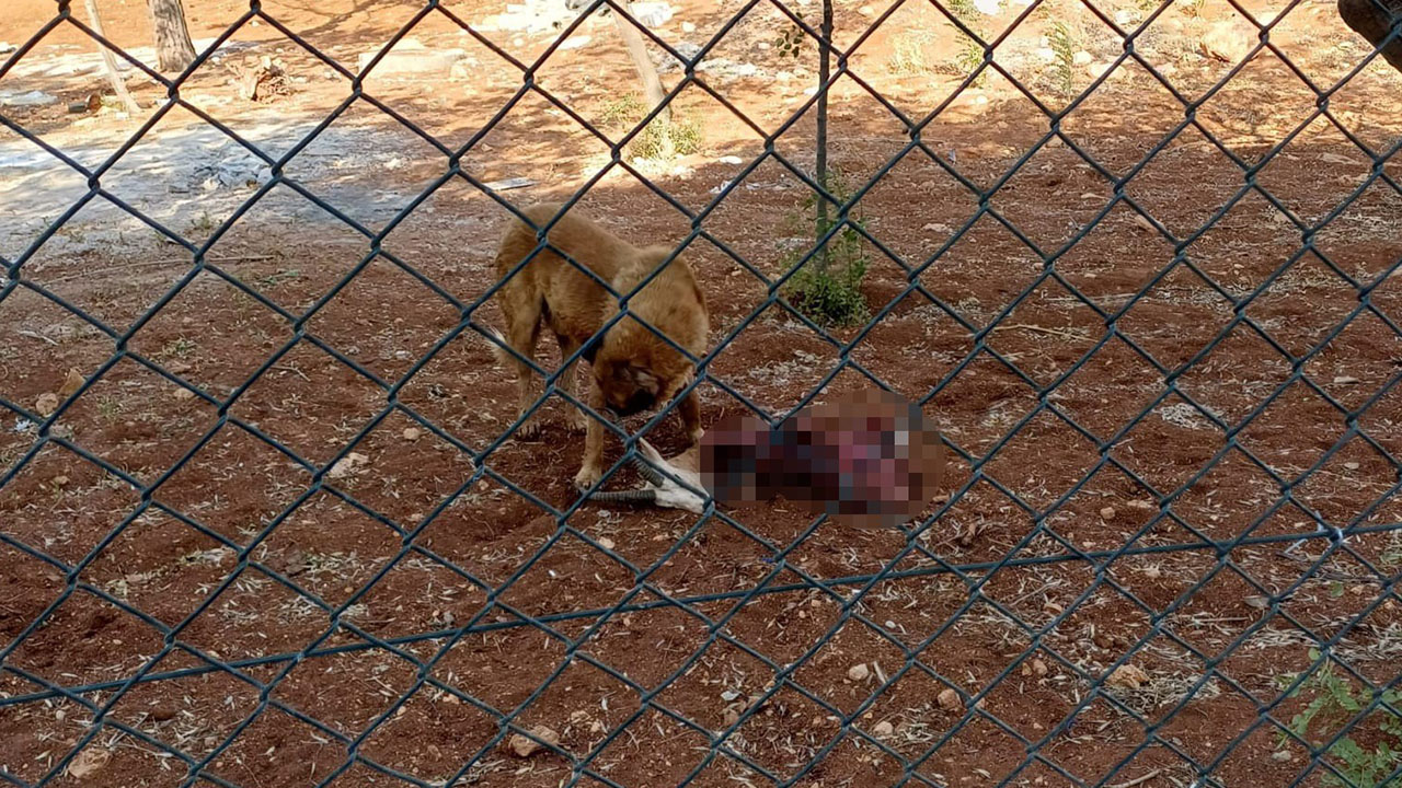 Şanlıurfa’da başıboş köpekler koruma altındaki ceylanları yedi