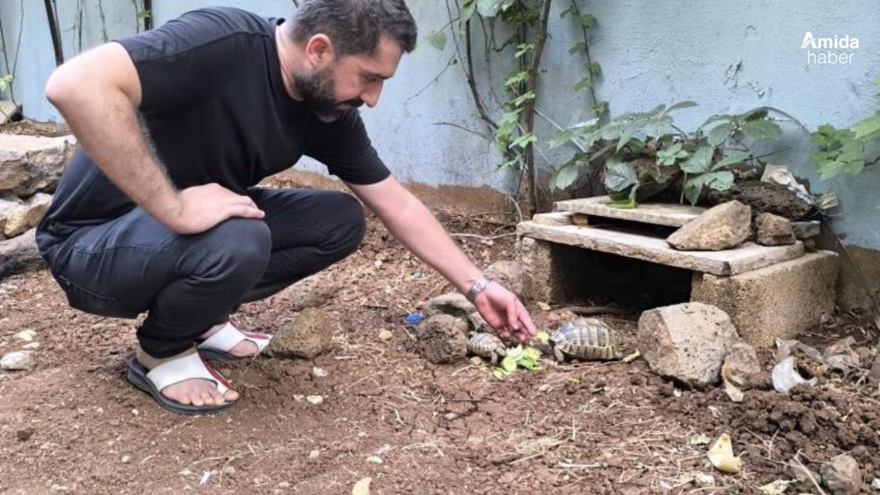 Diyarbakır'da aç kaplumbağalar kıraathane bahçesine sığındı