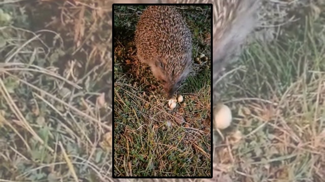 Elazığ: Kirpiyi fıstıkla beslediler