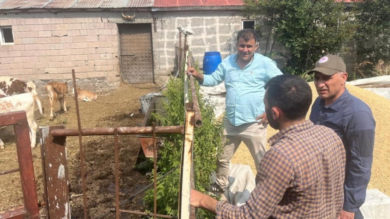 Kars: Şap hastalığıyla mücadele sürüyor