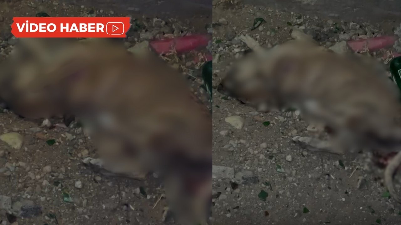 Diyarbakır’da vahşet: 3 yavru köpek işkenceyle öldürüldü