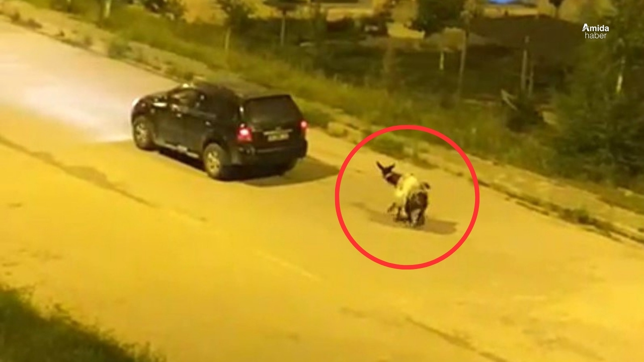 Kars'taki eşek koruma altına alındı