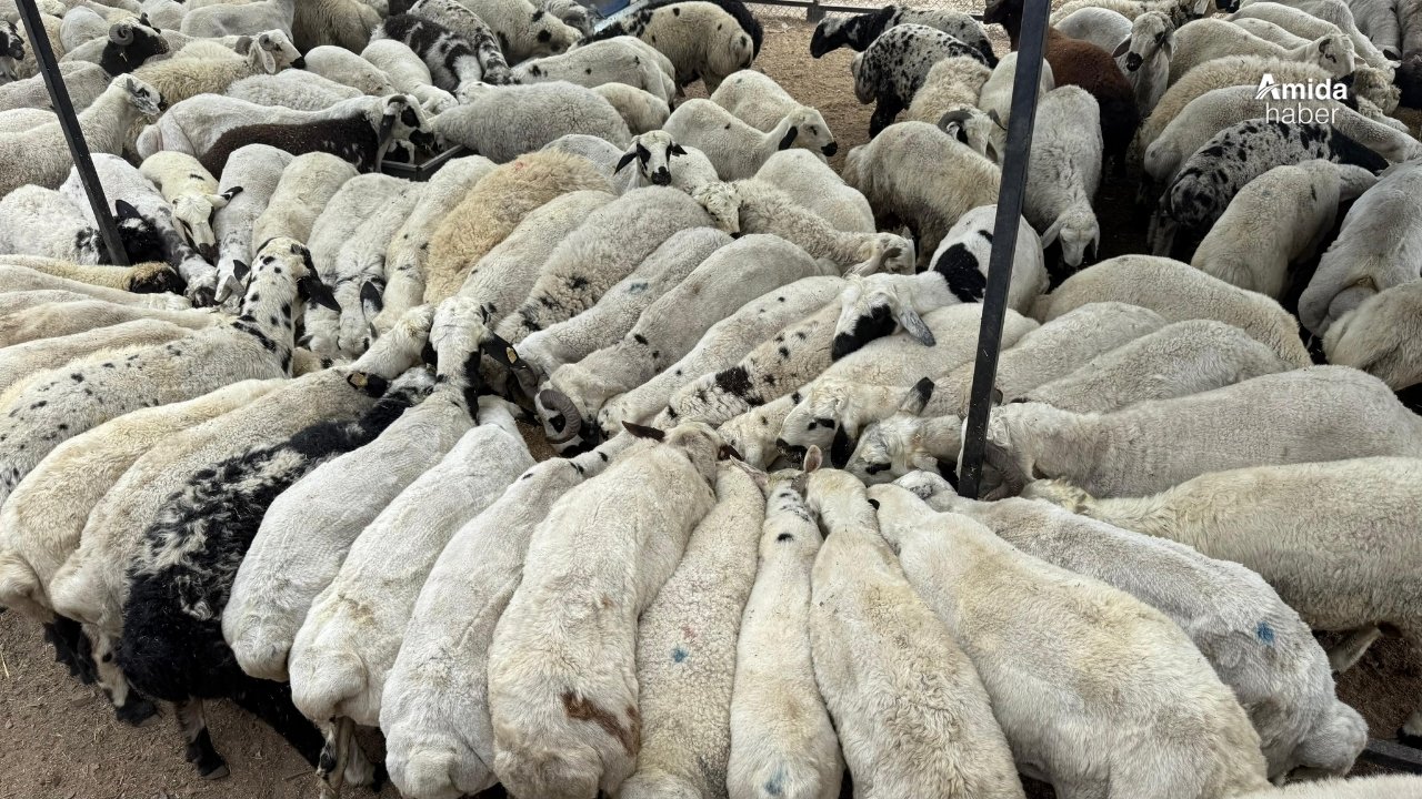 Adana'da şap hastalığı alarmı: Hayvan hareketliliği kısıtlandı