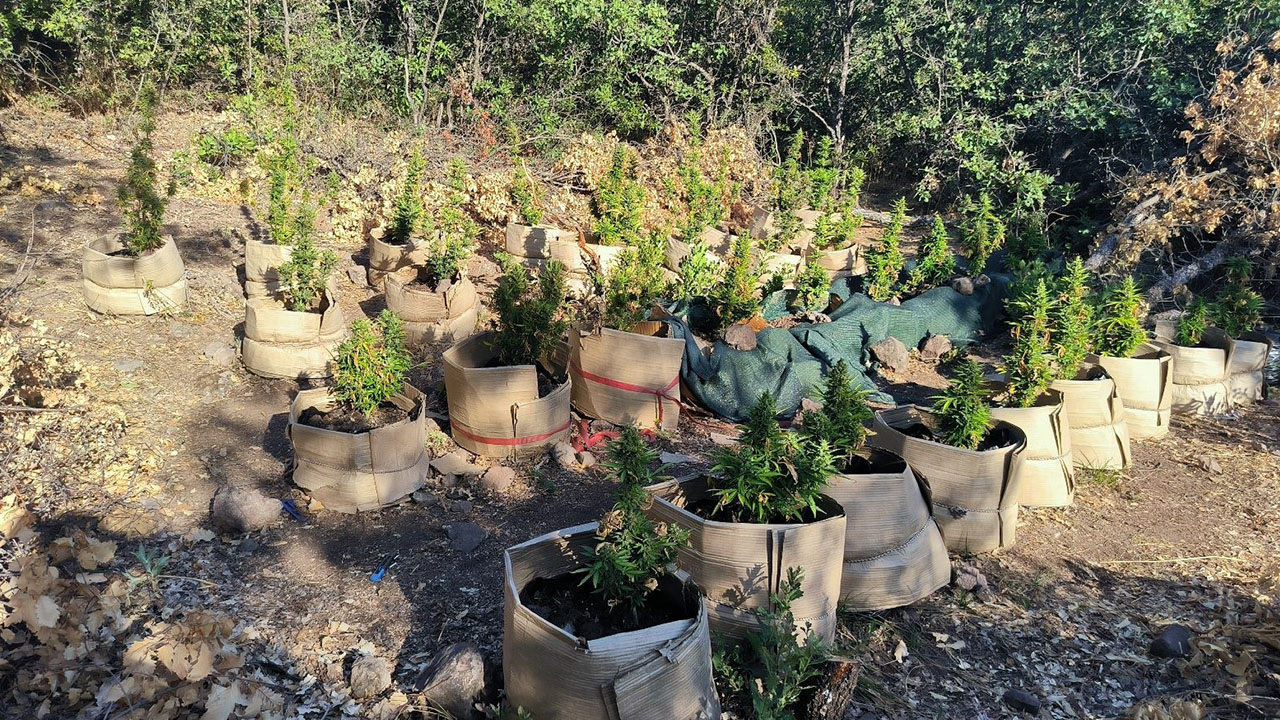 Tunceli'de jandarmadan uyuşturucu operasyonu
