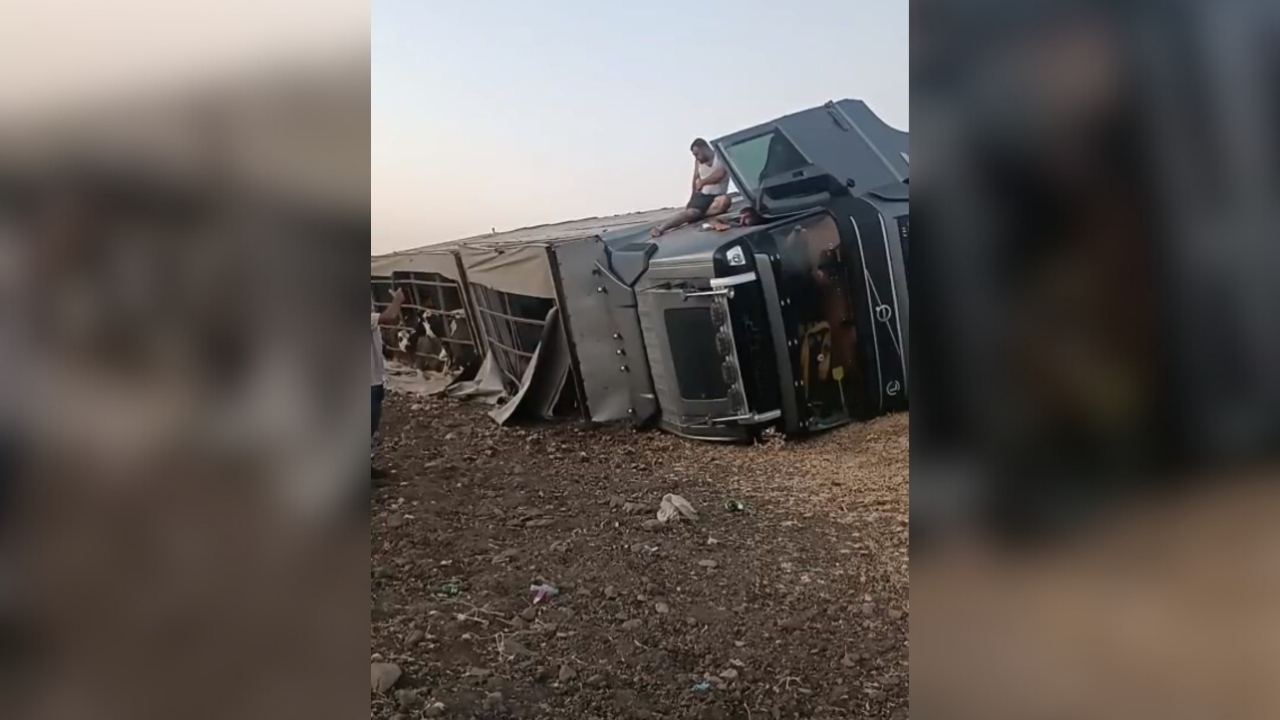 Siverek’te büyükbaş hayvan yüklü tır yan yattı