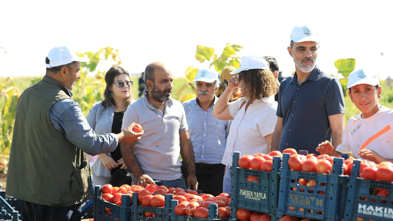 Diyarbakırlı başkan domates tarlasında
