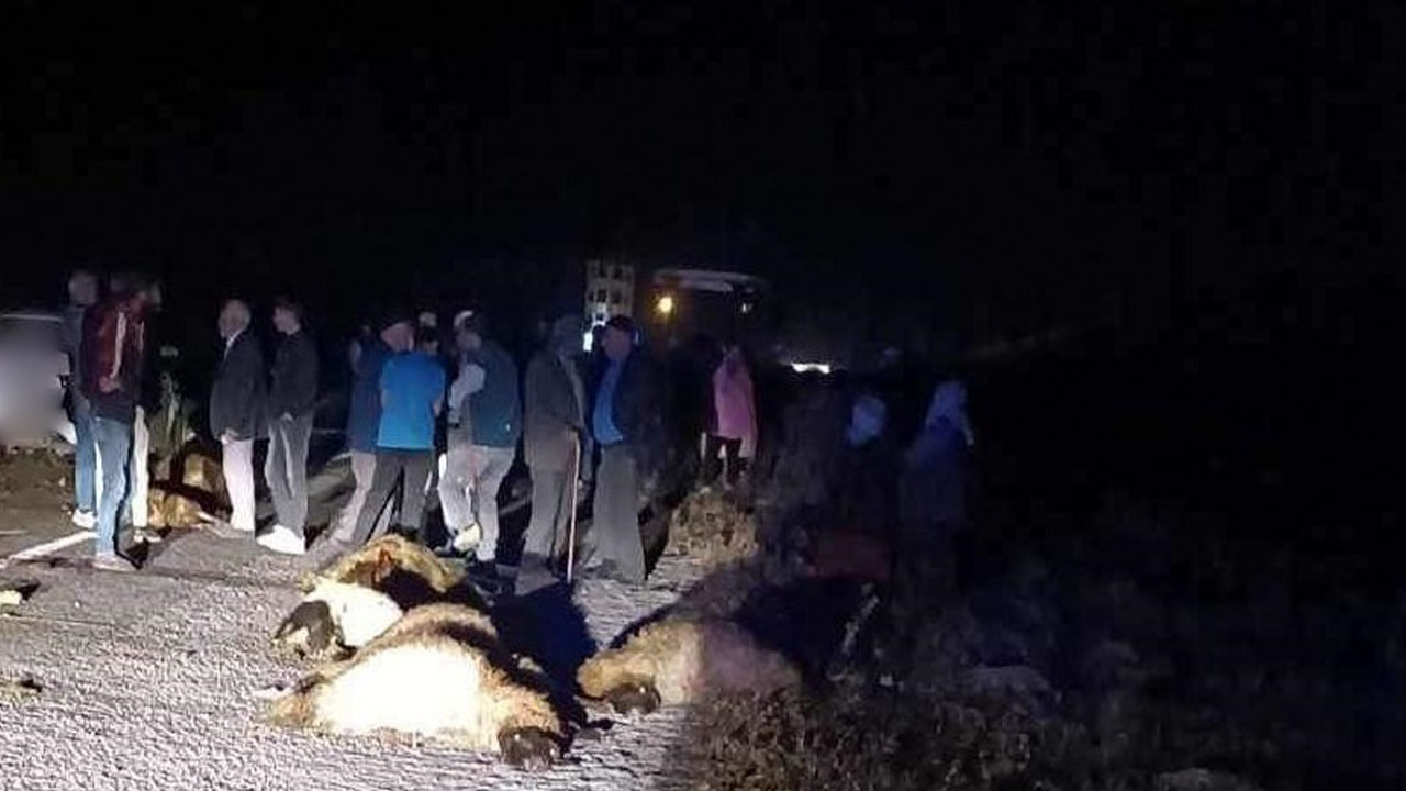 Otomobil sürüye daldı: 23 koyun öldü